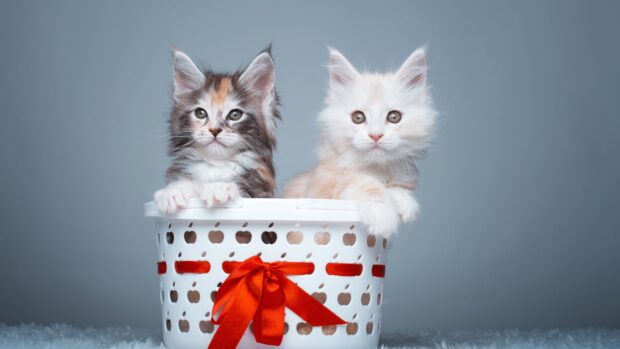 Two adorable kittens sitting inside a white basket with a red ribbon on a fuzzy carpet
