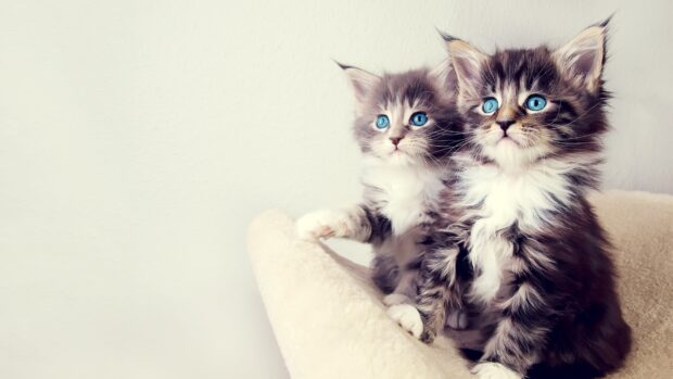 Two kittens with bright blue eyes sitting on a soft beige surface indoors