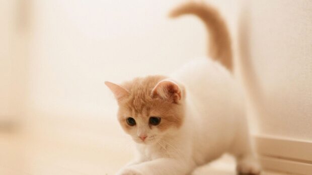 A curious cat stretching on the floor in a cozy room with soft lighting
