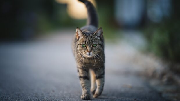 A tabby cat walking confidently on a blurred street with green eyes and striped fur