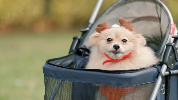 Fluffy pet wearing reindeer antlers sitting in a stroller outdoors