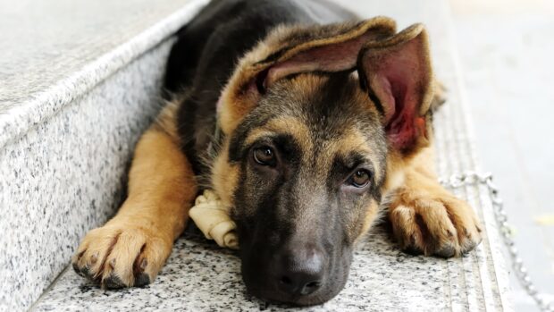 German shepherd puppy resting on stone step with chew toy in front of it