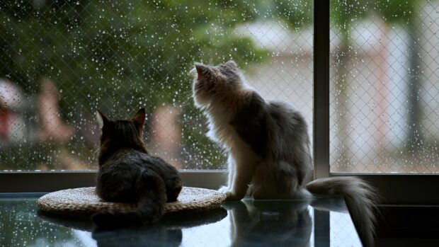 Two cats relaxing near rainy window on a table looking outside