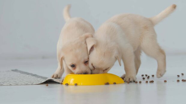 Two puppies eating from a yellow bowl together in a clean room