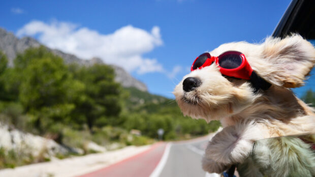 A happy dog wearing red goggles enjoying the breeze on a mountain road with pets wallpaper