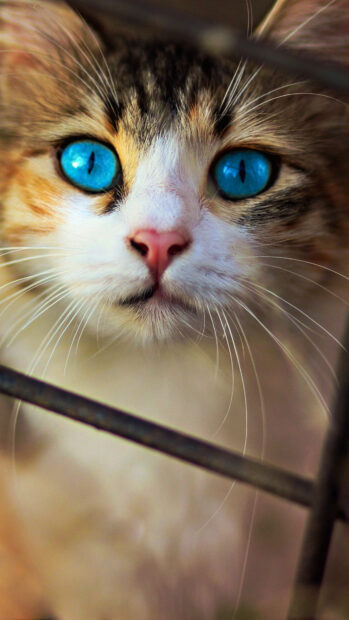 Close up of a pet with bright blue eyes looking through a fence