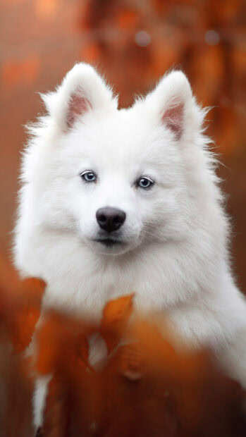 White dog with blue eyes sitting among autumn leaves in a forest