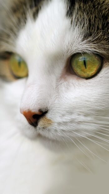Close up of a cat with green eyes and white fur showing pet details