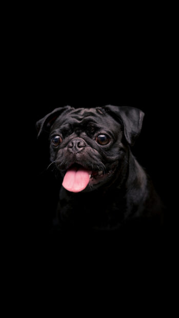 Black pug dog with tongue out on a dark background pet