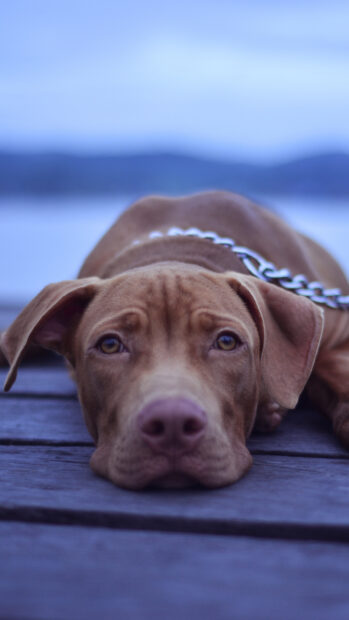 Brown dog resting on wooden floor with calm expression and collar chain