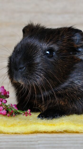 Close up of a guinea pig resting on yellow fabric with small flowers nearby