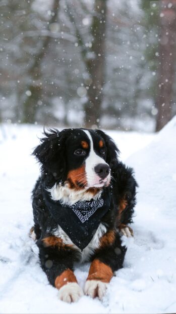 Bernese mountain dog resting in the snow wearing a black bandana on a winter day