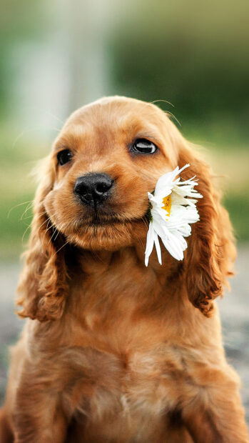 Cute puppy holding a daisy flower in mouth with soft fur and gentle eyes