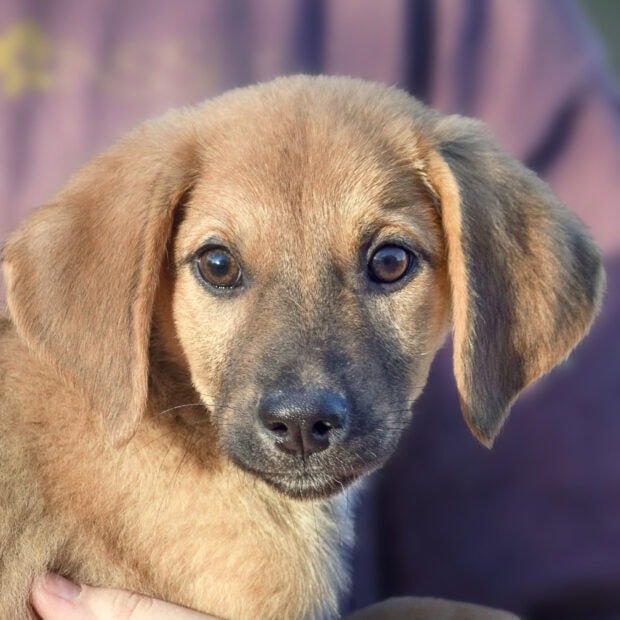 A closeup of a puppy in soft natural light showing pet details