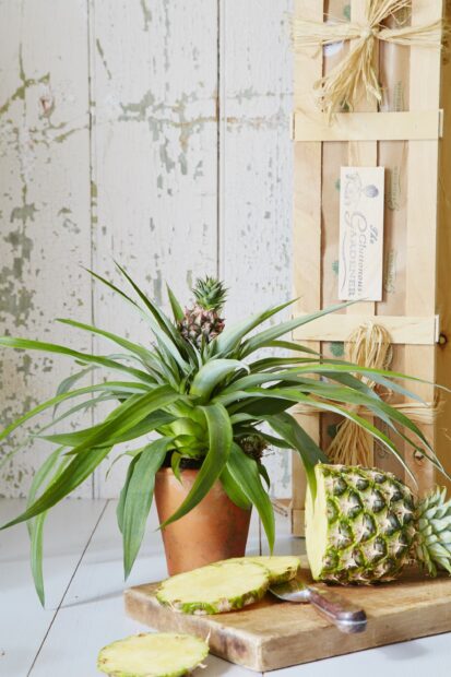 A pineapple plant growing in a pot with sliced pineapple fruit on a wooden cutting board