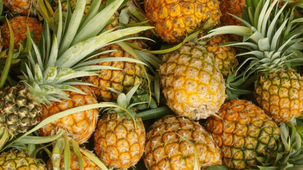 A close up view of fresh pineapple with green leaves and textured skin