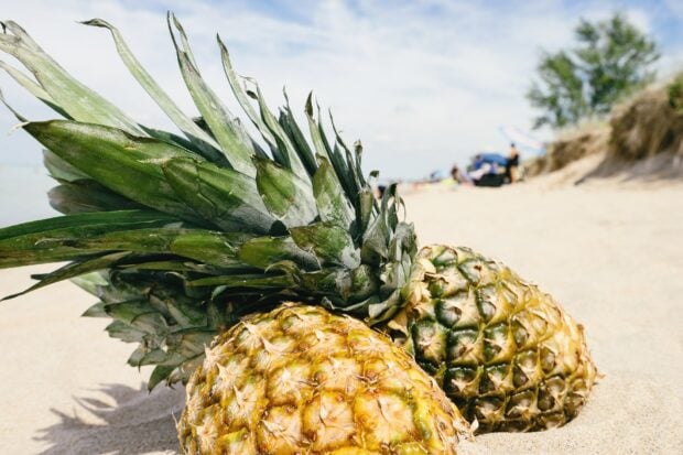 Two ripe pineapple fruits resting on sandy beach with green leaves in clear daylight