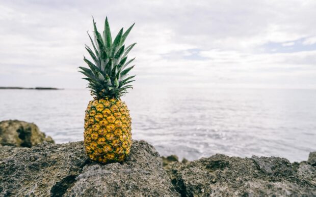 A fresh pineapple standing on rocky shore near the calm sea under cloudy sky