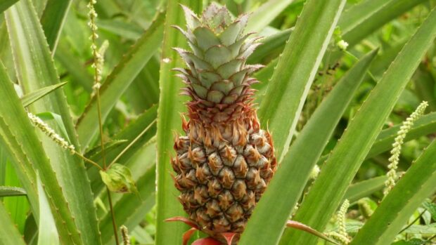 A young pineapple growing surrounded by green leaves in a tropical garden