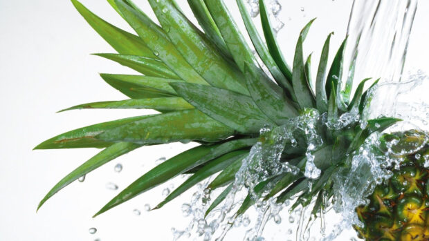 Fresh pineapple leaves with water splashing on them in high definition