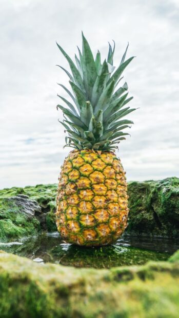 A ripe pineapple standing on green mossy rocks by a small water pool