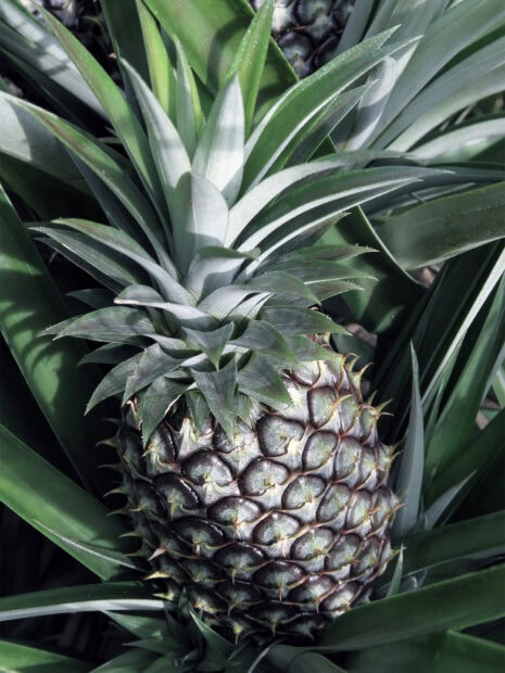 Close up of pineapple plant growing in garden