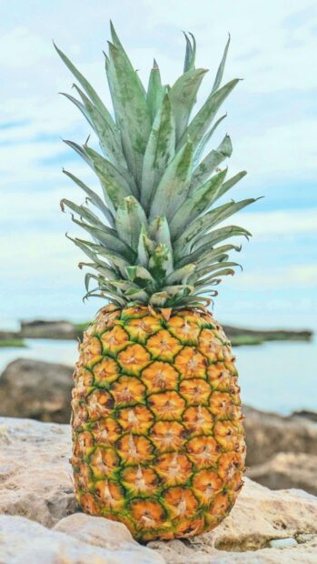 A fresh pineapple standing on rocky ground near the water under a clear sky