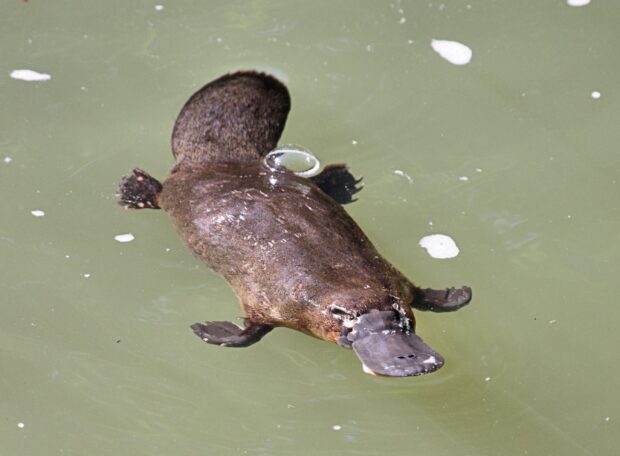 A platypus swimming calmly in murky green water with visible webbed feet and flat tail
