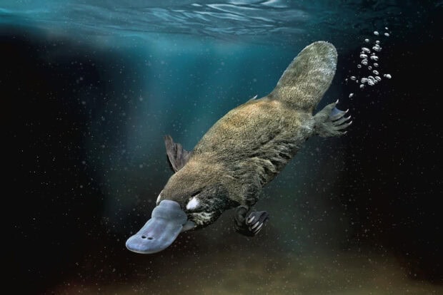 A platypus swimming underwater in clear water with bubbles around