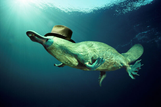 A platypus wearing a hat swims underwater with sun rays shining through