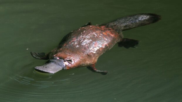 A platypus swimming calmly in green water with detailed wet fur and bill visible