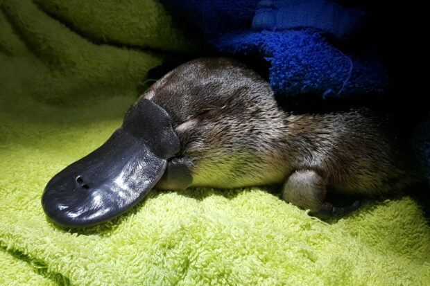 A close up of a platypus resting on soft green and blue towels