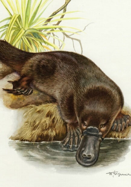 A detailed illustration of a platypus drinking water near the grassy riverbank