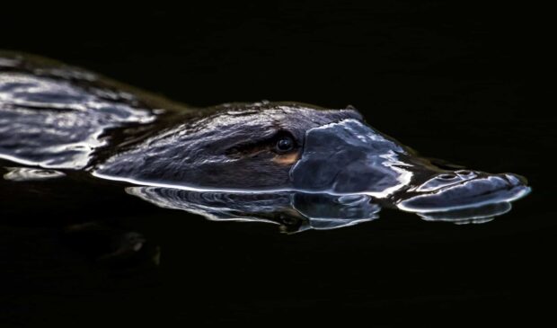 A close up of a platypus head partially submerged in water