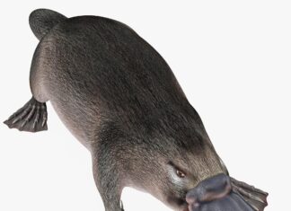 A detailed platypus resting on a white surface with textured fur and webbed feet