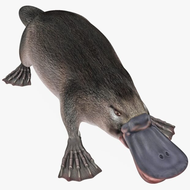 A detailed platypus resting on a white surface with textured fur and webbed feet