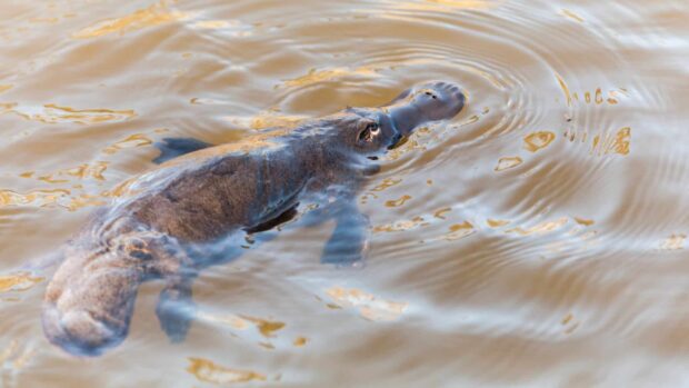 A platypus swimming in the water with ripples around its body