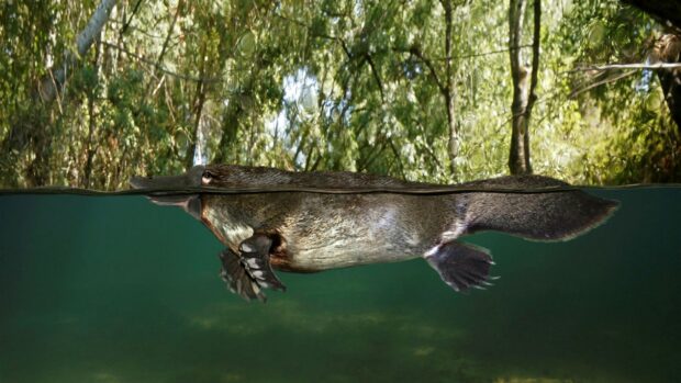 A platypus swimming underwater in a natural environment