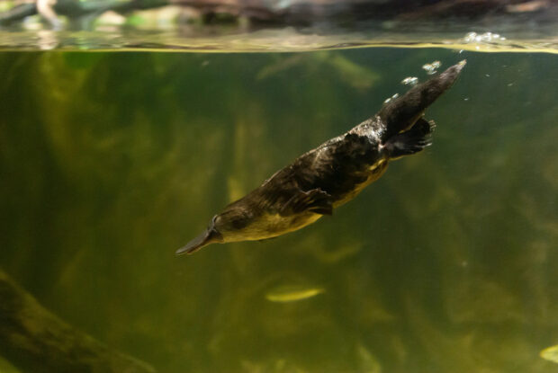 A platypus swimming underwater in its natural habitat