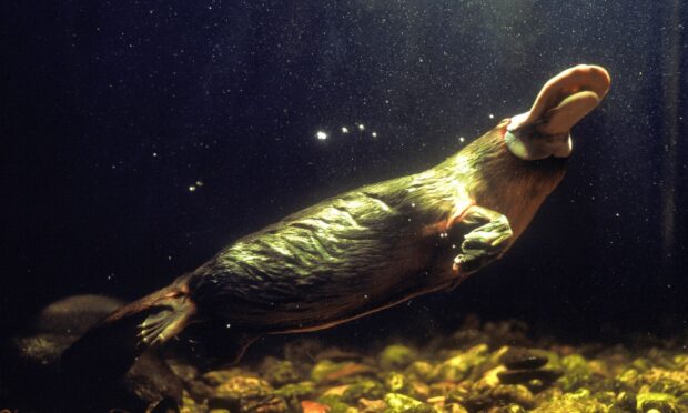 A platypus swimming underwater with detailed fur and webbed feet visible