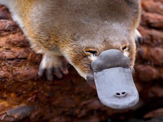 Close up of a platypus resting on a log in natural habitat