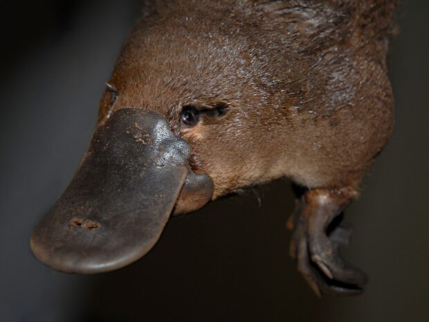 Close up of a platypus with detailed features and wet fur