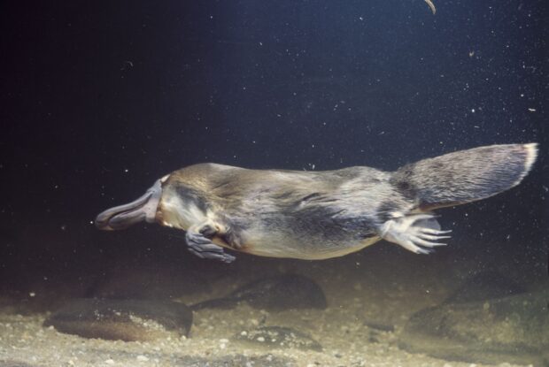 Platypus swimming underwater near the riverbed in clear water