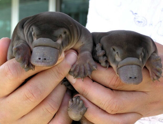 Two baby platypus held gently in hands in close up view