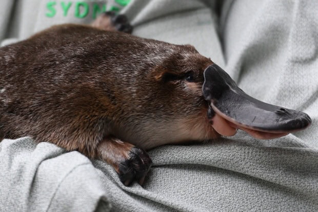 A close up of a platypus lying on a soft fabric showing its smooth fur and distinctive bill