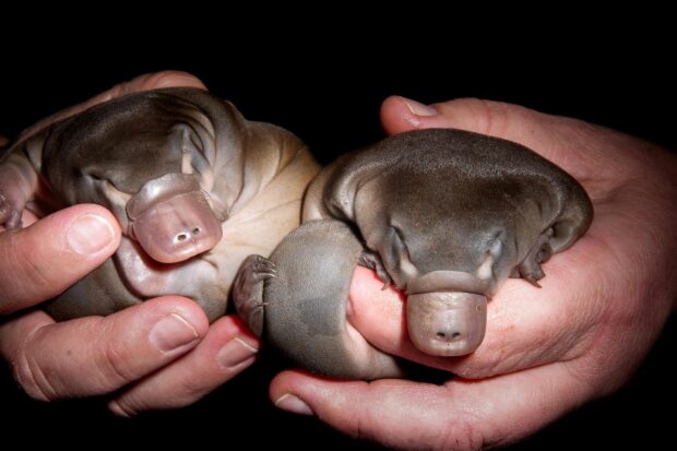 Two baby platypus resting in human hands against a black background