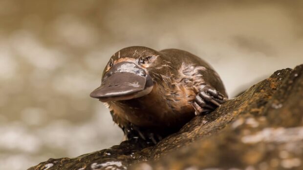 A close up of a platypus resting on a rock in natural water environment