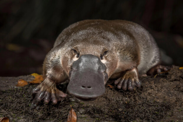 A close up of a platypus resting on the ground showing its unique bill and webbed feet