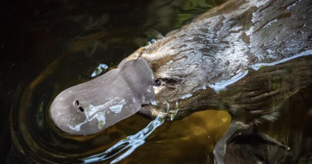 A close up of a platypus swimming in the water showing its distinctive bill and fur