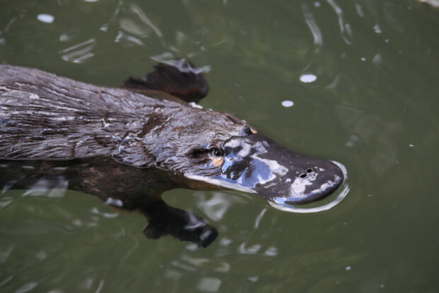 A close up of a platypus swimming in the water showing its unique bill and fur
